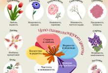Photo of Виды и особенности цветов
