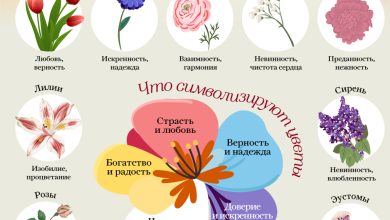 Photo of Виды и особенности цветов